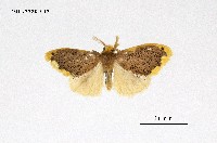 藏品(緣黃毒蛾)的圖片